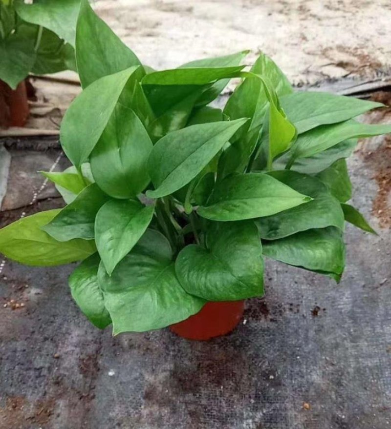 基地直销各种规格绿萝绿化工程店铺摆卖，量大的直接联系价格