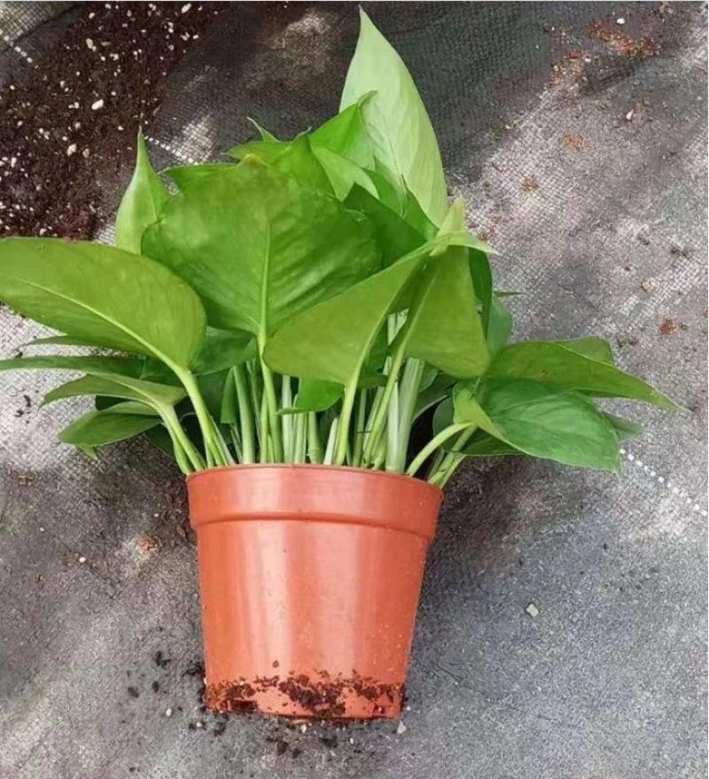 基地直销各种规格绿萝绿化工程店铺摆卖，量大的直接联系价格