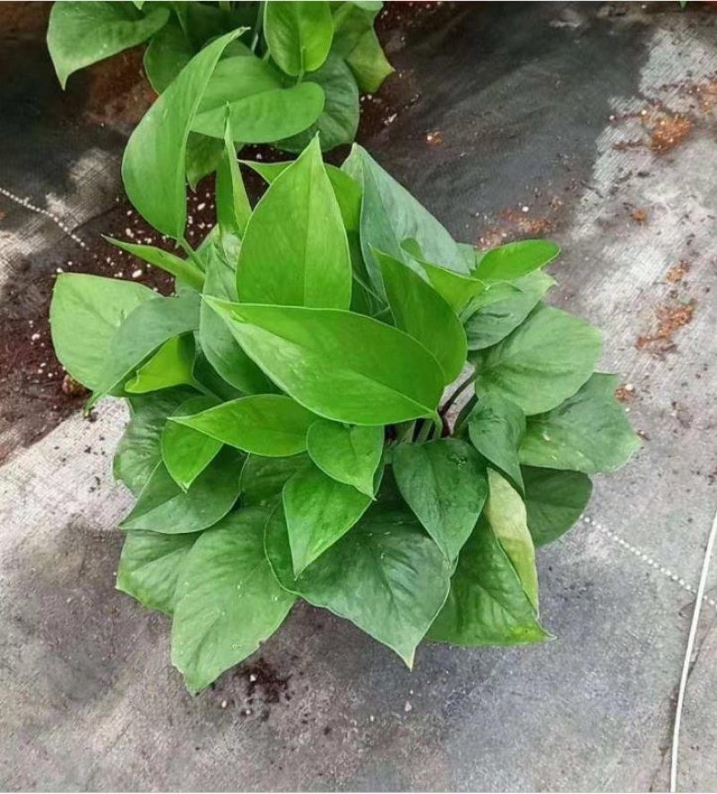 基地直销各种规格绿萝绿化工程店铺摆卖，量大的直接联系价格