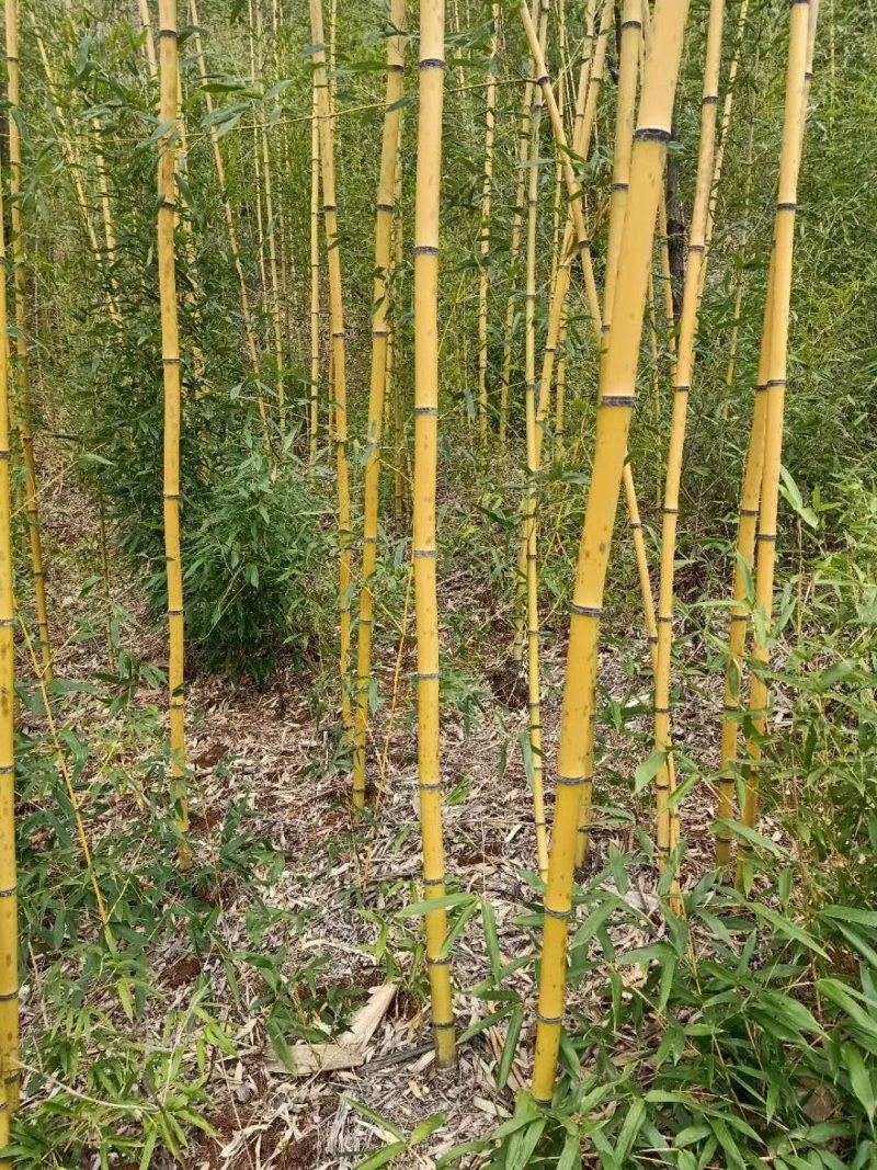 精品黄金竹
