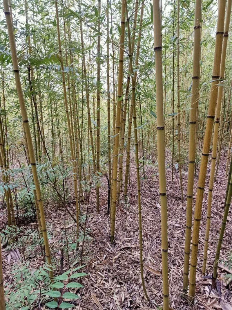 精品黄金竹