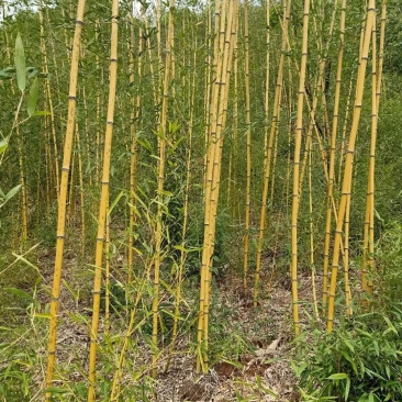 精品黄金竹