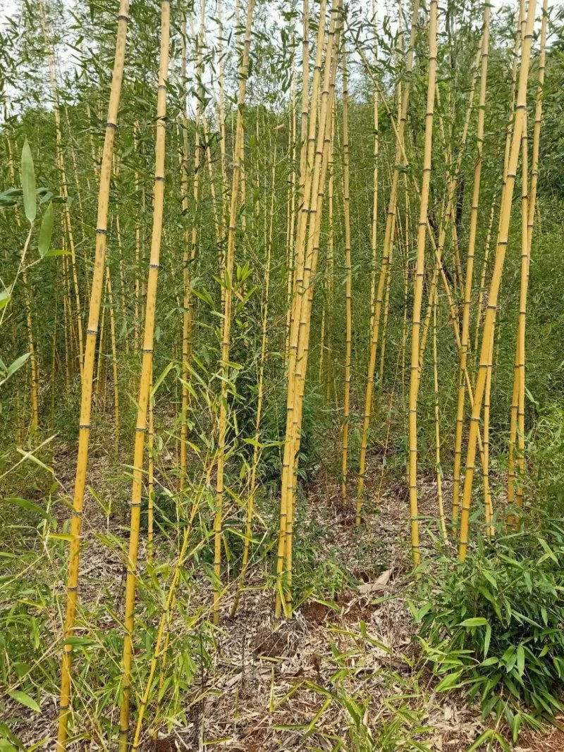 精品黄金竹