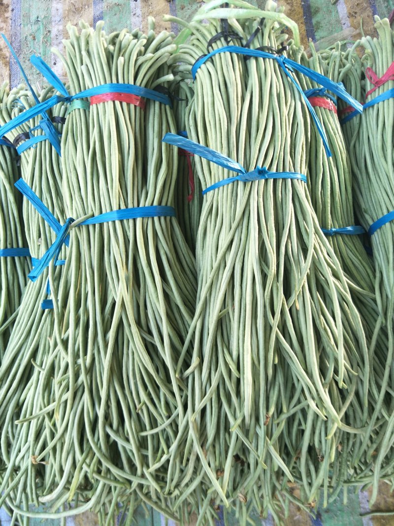 长豆角70厘米以上品质高条又细，有需要的老板联系我