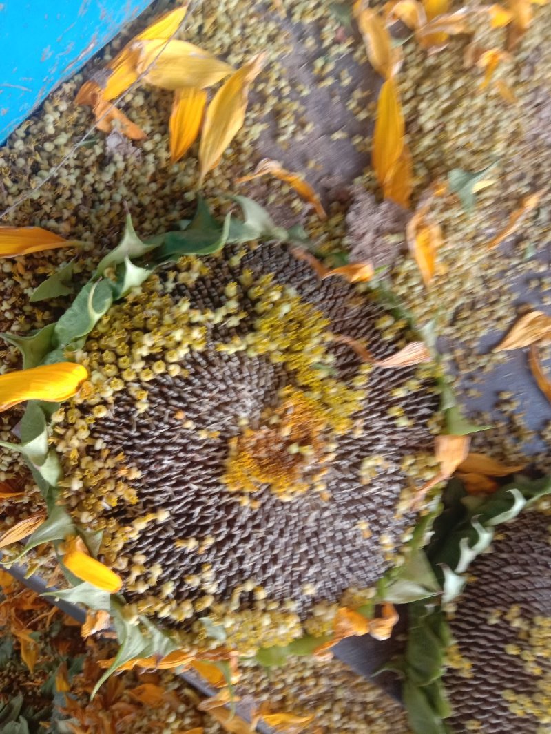 河南开封【向日葵】产地直供一手货源颗粒饱满代发全国