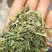 半枝莲【包邮】三斤起发货可批量可零售量大从优