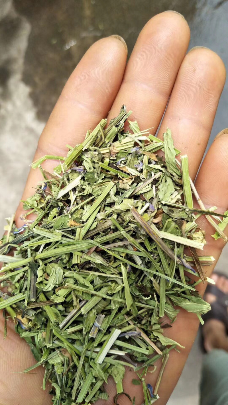 半枝莲【包邮】三斤起发货可批量可零售量大从优