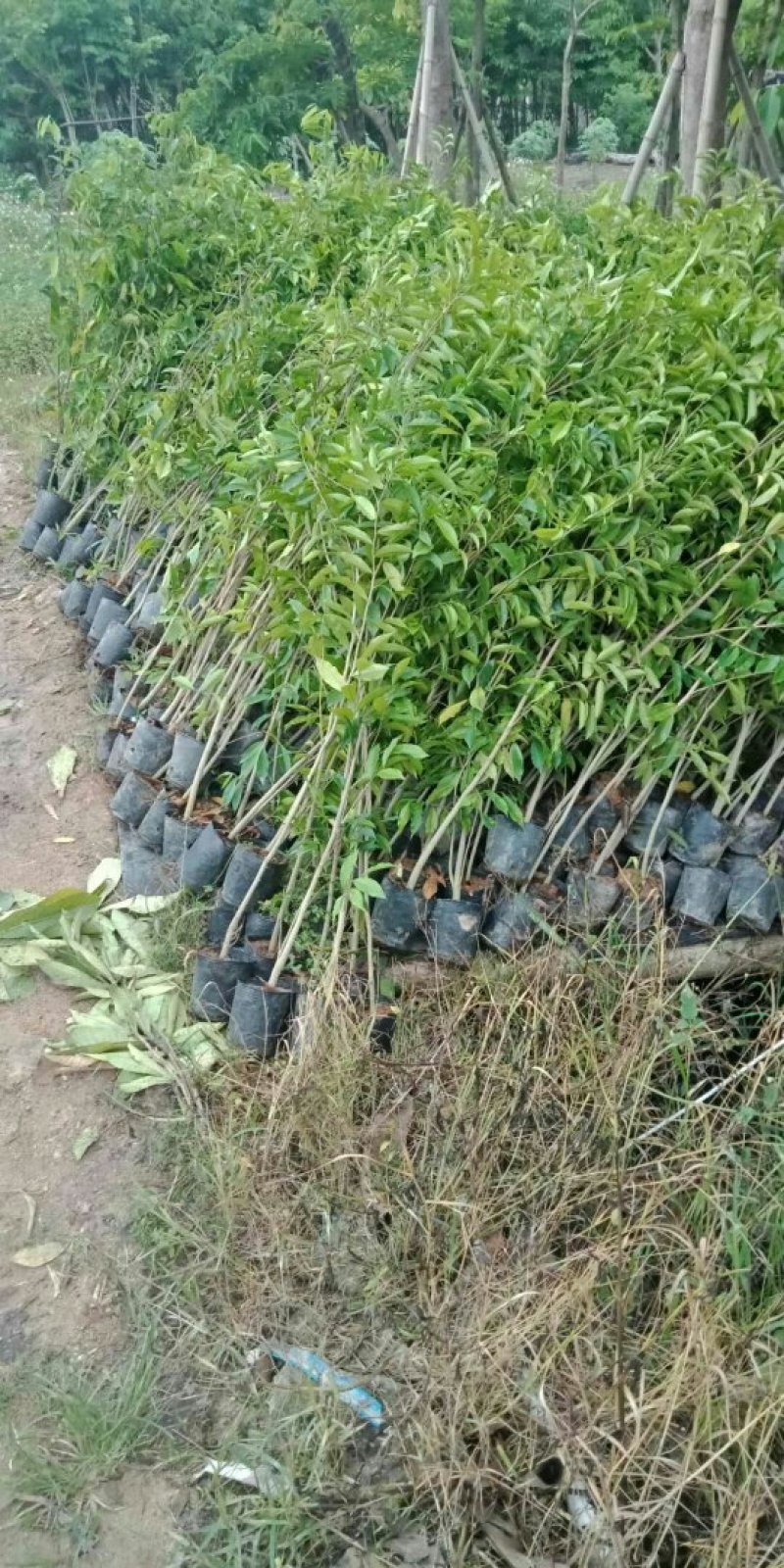 沉香木
