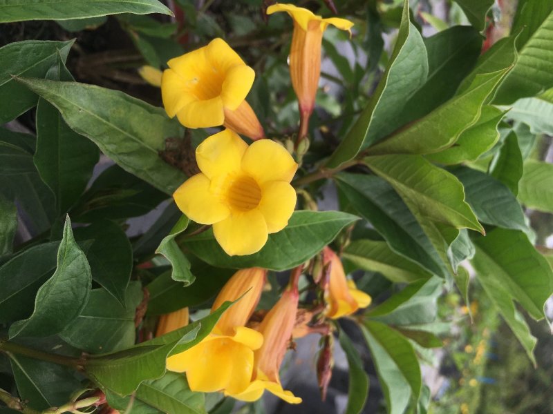 黄兰蝉批发基地，黄兰蝉花盆栽
