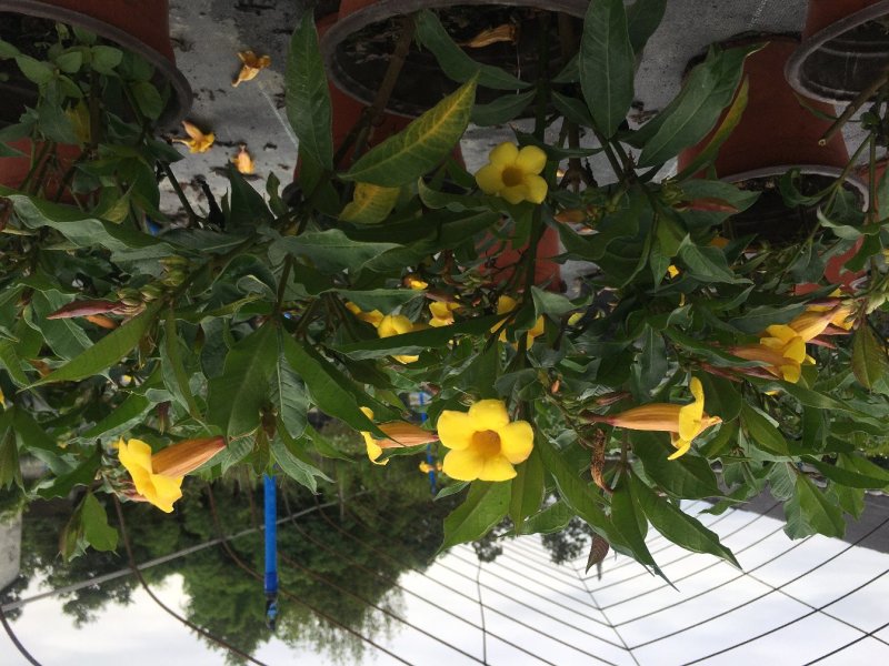 黄兰蝉批发基地，黄兰蝉花盆栽