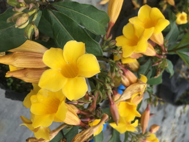 黄兰蝉批发基地，黄兰蝉花盆栽