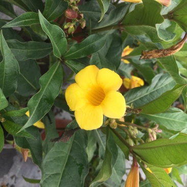 黄兰蝉批发基地，黄兰蝉花盆栽