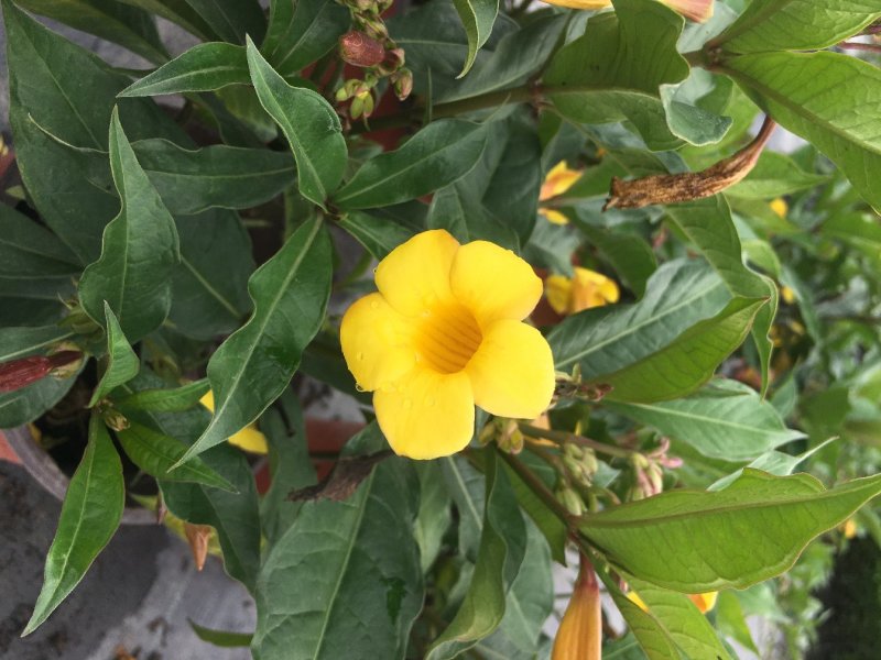 黄兰蝉批发基地，黄兰蝉花盆栽