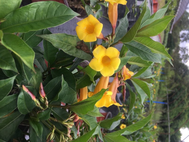 黄兰蝉批发基地，黄兰蝉花盆栽