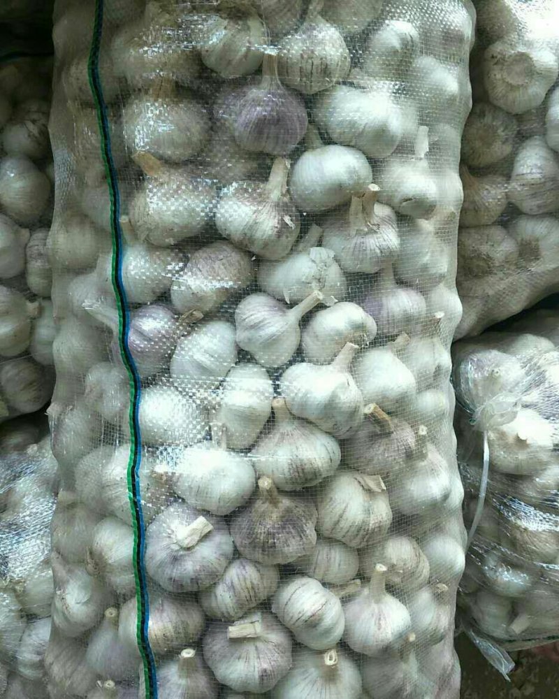 金乡大蒜红皮大蒜太空蒜及各种规格加工冷库出租常年供应