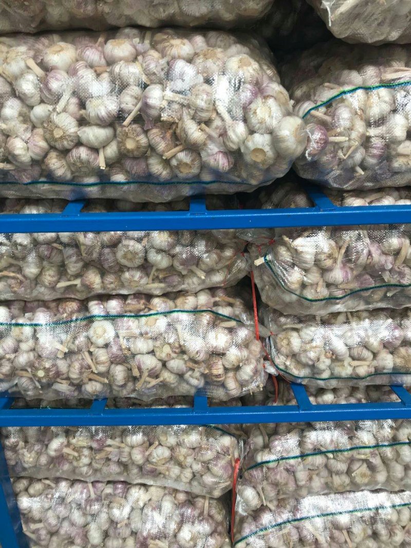 金乡大蒜红皮大蒜太空蒜及各种规格加工冷库出租常年供应