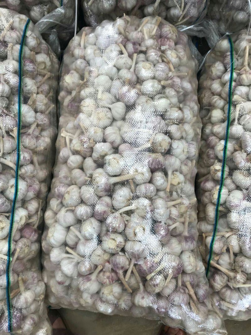 金乡大蒜红皮大蒜太空蒜及各种规格加工冷库出租常年供应