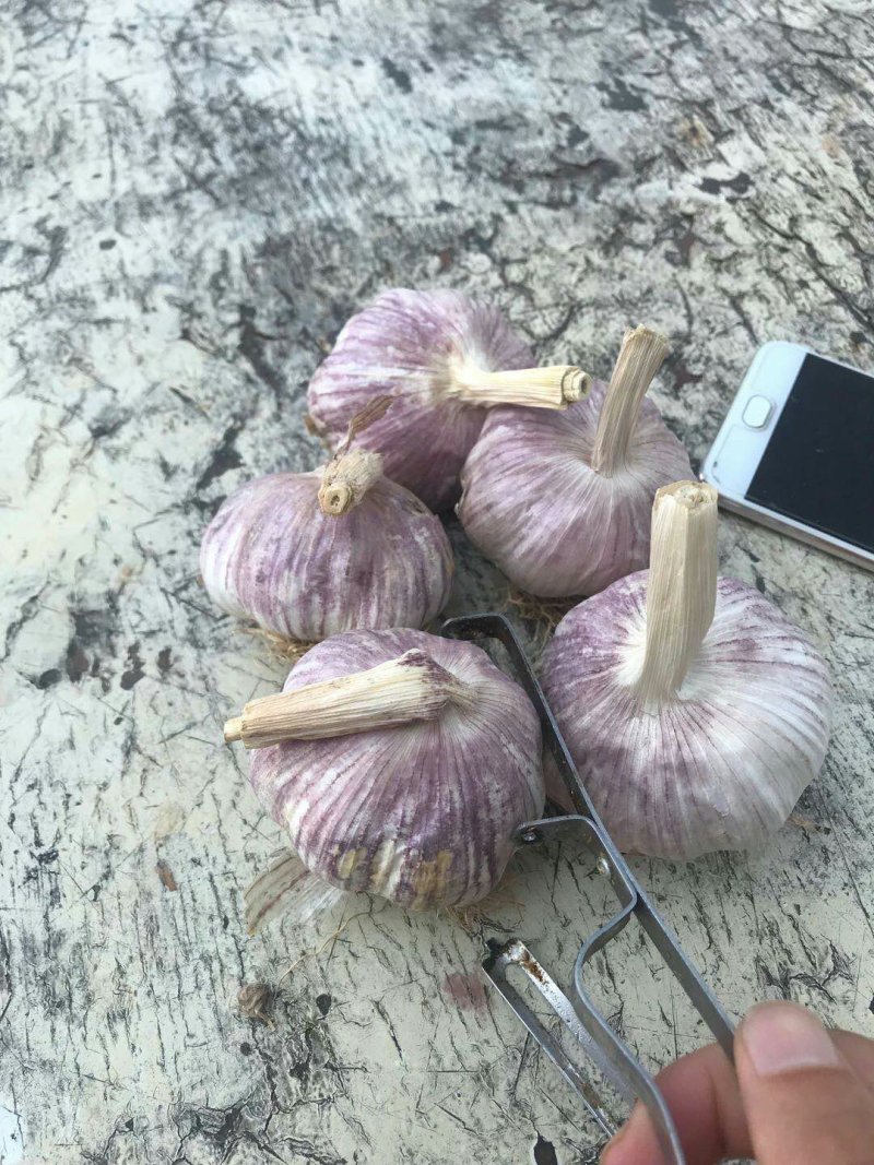 金乡大蒜红皮大蒜太空蒜及各种规格加工冷库出租常年供应
