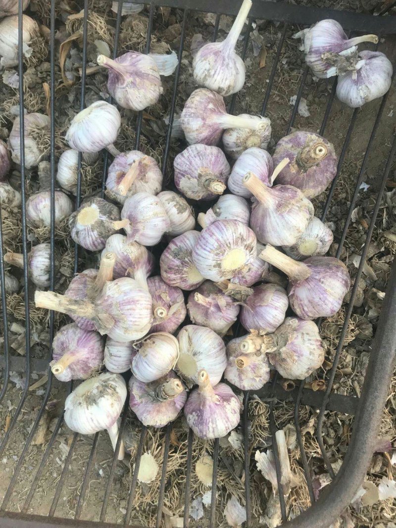 金乡大蒜红皮大蒜太空蒜及各种规格加工冷库出租常年供应