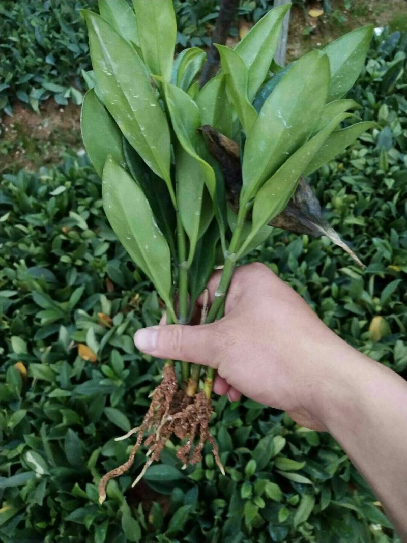 非洲茉莉