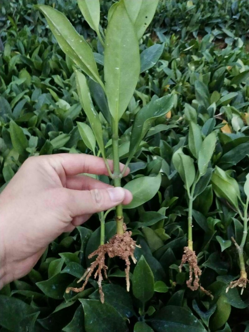 非洲茉莉
