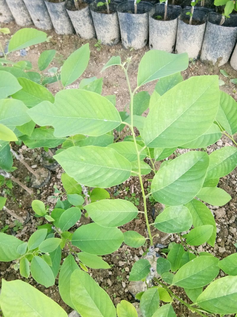 释迦苗