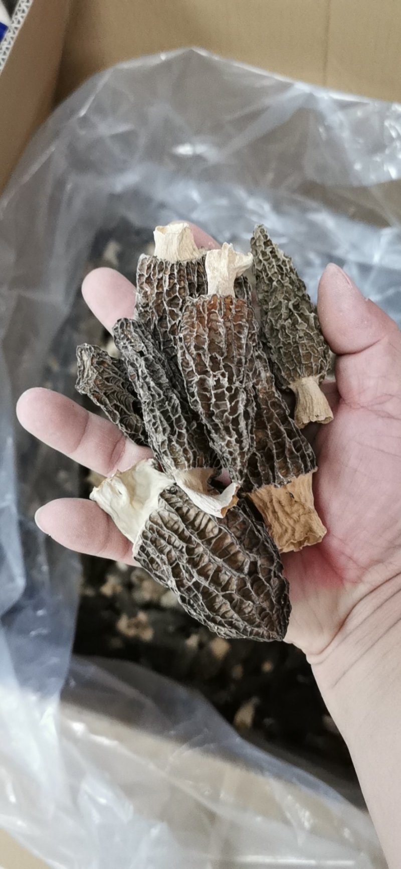 羊肚菌干货云南香格里拉高海拔半野生中大号煲汤食材