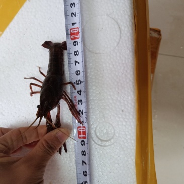 小龙虾一年四季批发