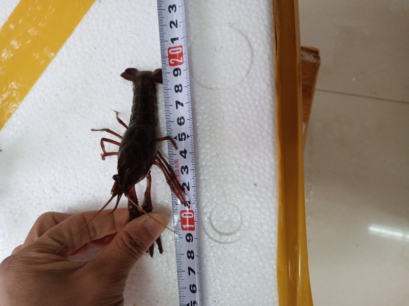 小龙虾一年四季批发