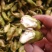 脱皮菱角大量供应新鲜青菱角，菱角米，1万亩菱角基地