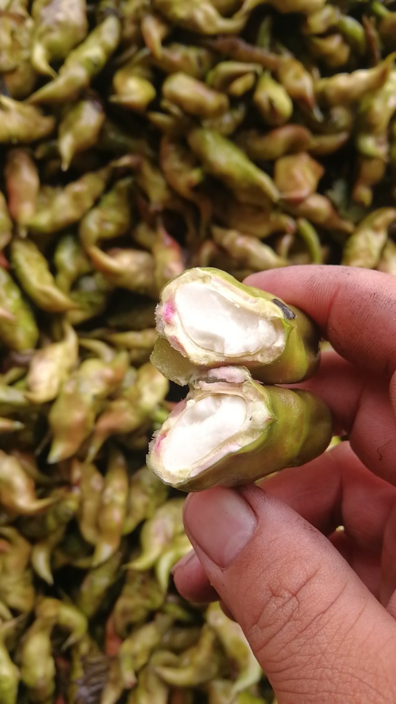 脱皮菱角大量供应新鲜青菱角，菱角米，1万亩菱角基地