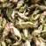 脱皮菱角大量供应新鲜青菱角，菱角米，1万亩菱角基地