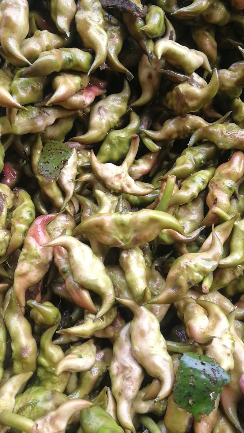 脱皮菱角大量供应新鲜青菱角，菱角米，1万亩菱角基地