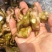 脱皮菱角大量供应新鲜青菱角，菱角米，1万亩菱角基地