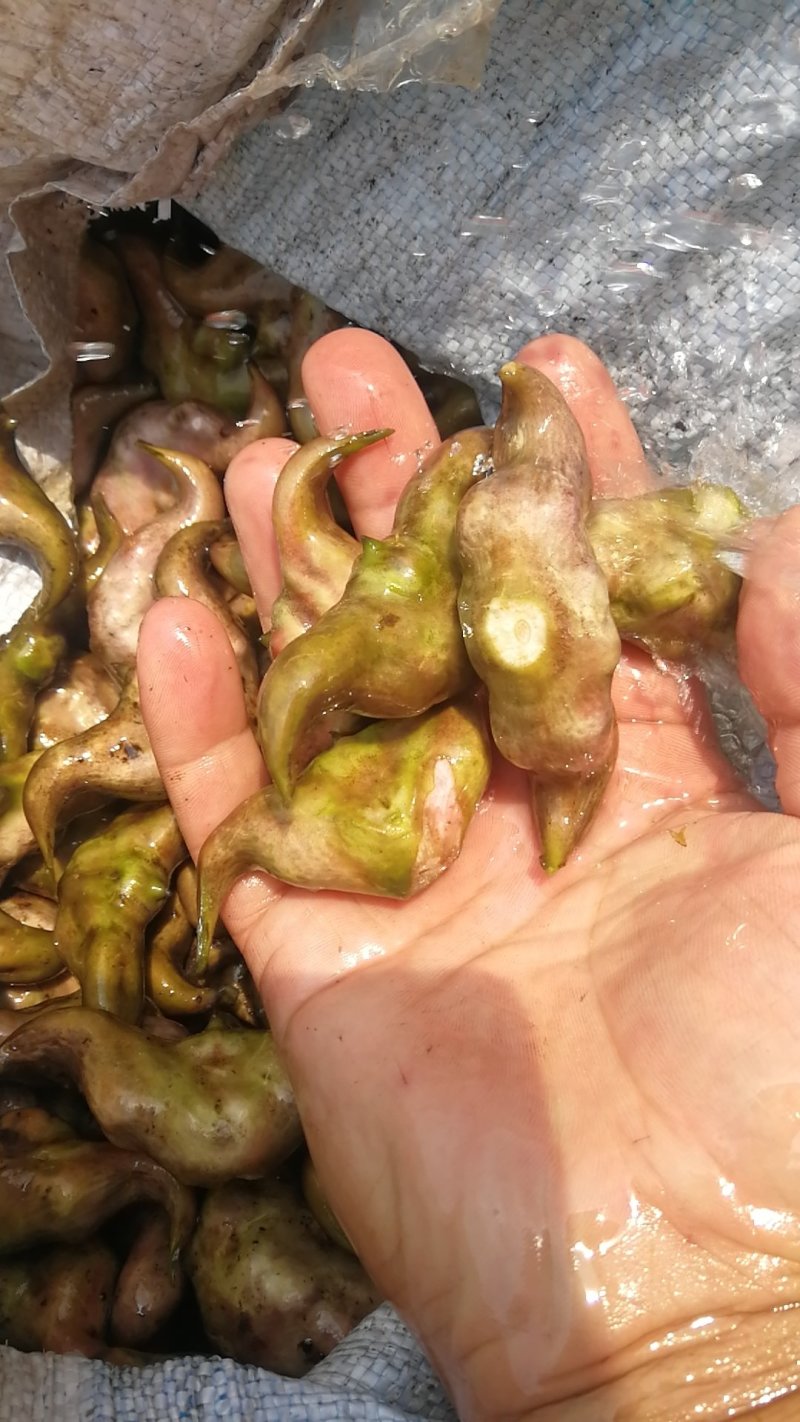脱皮菱角大量供应新鲜青菱角，菱角米，1万亩菱角基地