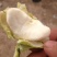 脱皮菱角大量供应新鲜青菱角，菱角米，1万亩菱角基地