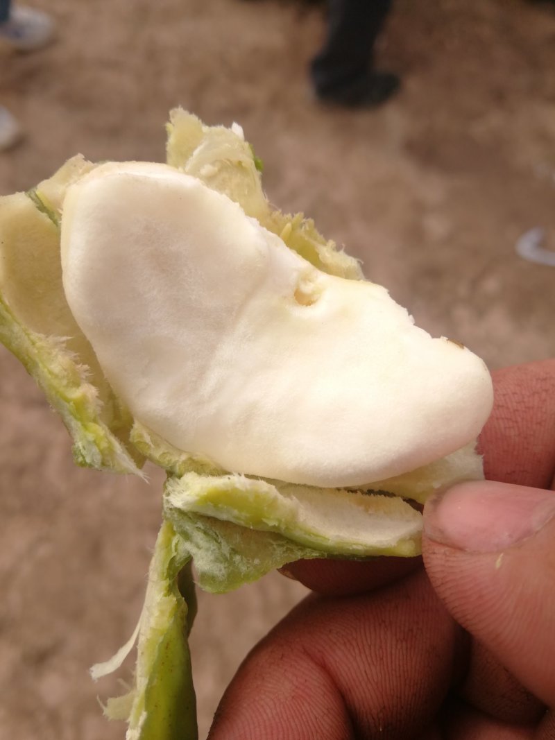 脱皮菱角大量供应新鲜青菱角，菱角米，1万亩菱角基地