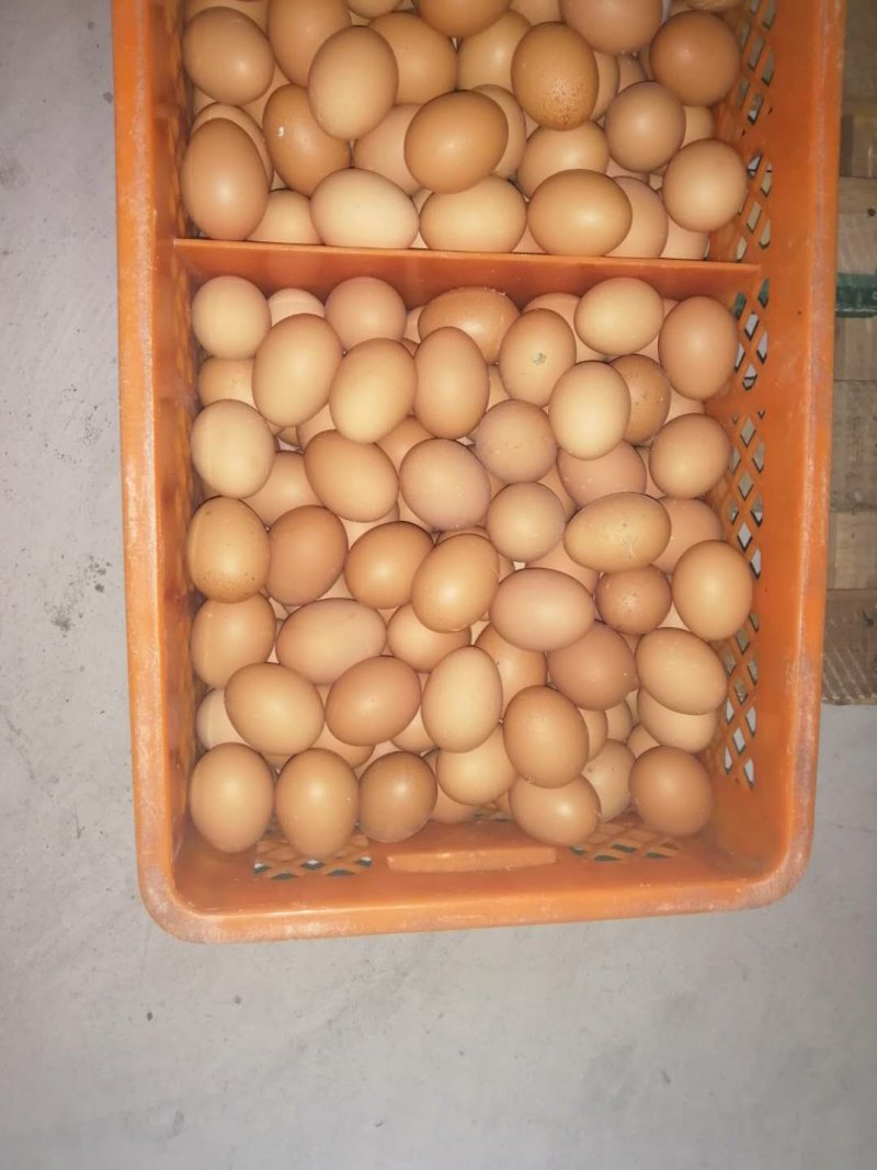湖北精品鸡蛋商超**，破损包赔量大从优欢迎来电