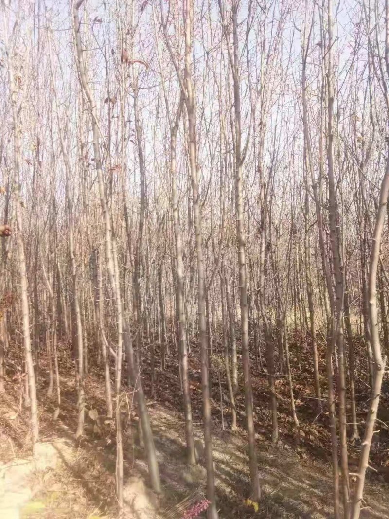 流苏树流苏苗牛津子油根子产地直销，全国供货诚信经营