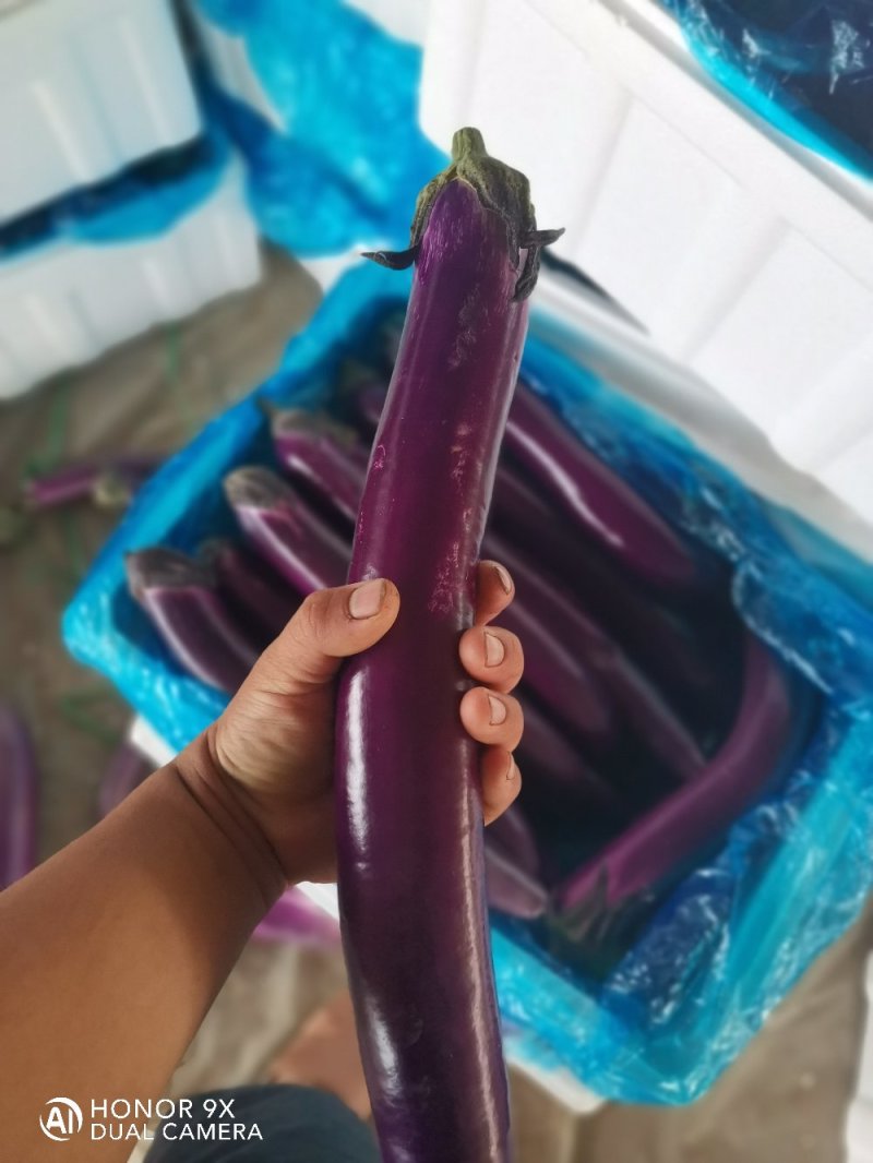 优质长茄，产地直发。个大饱满品质保证欢迎选购。