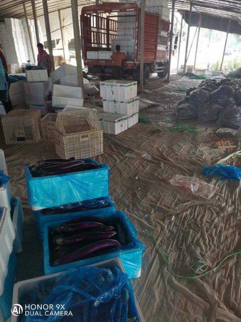 优质长茄，产地直发。个大饱满品质保证欢迎选购。