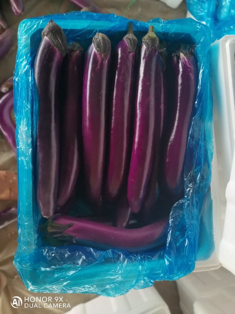 优质长茄，产地直发。个大饱满品质保证欢迎选购。