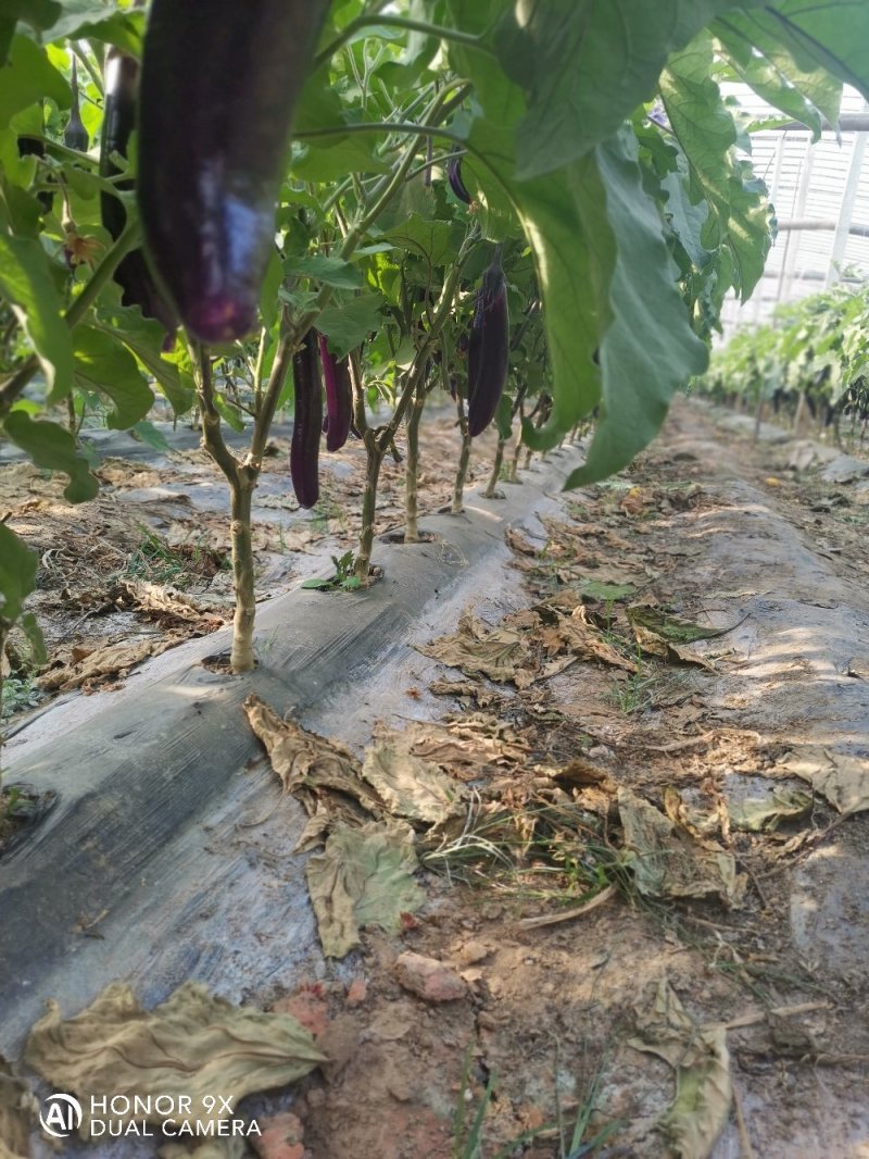 优质长茄，产地直发。个大饱满品质保证欢迎选购。