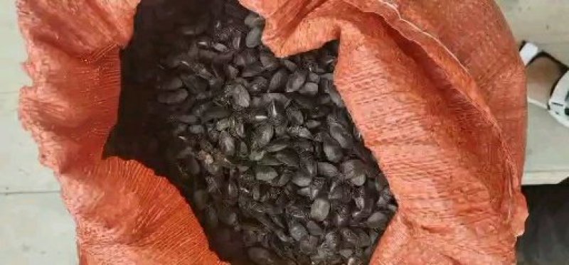 九香虫云南货，无油全干