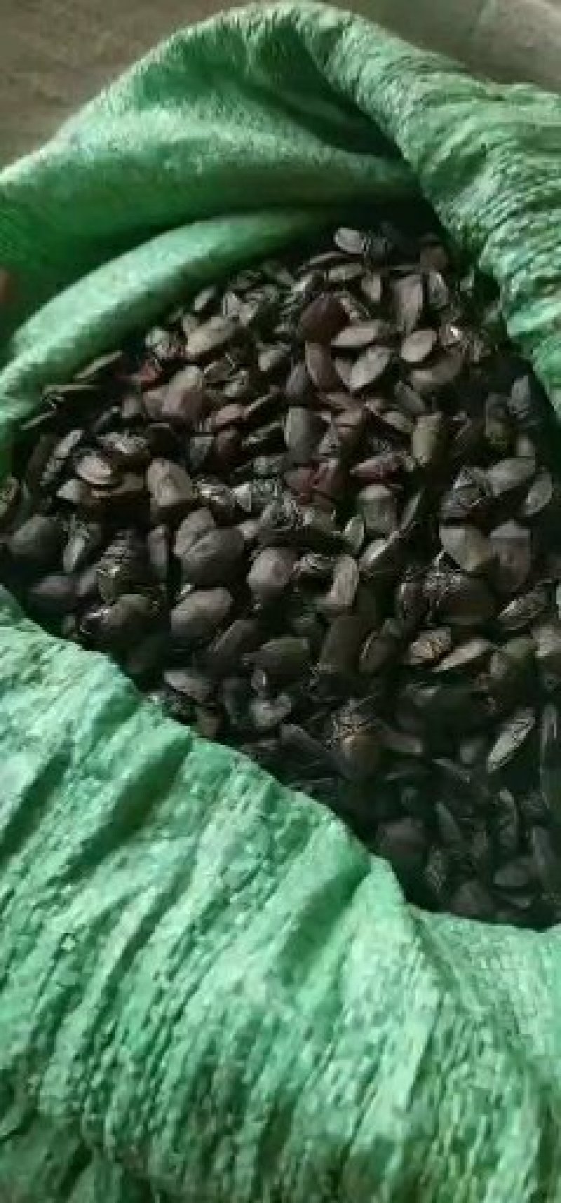 九香虫云南货，无油全干