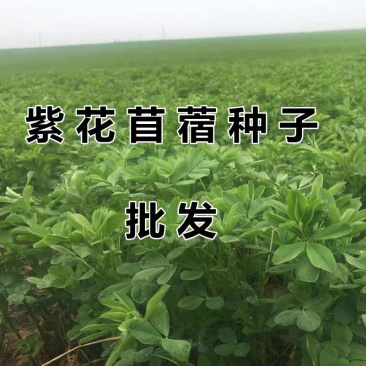 进口紫花苜蓿种子苜蓿草牧草种子南方北方多年生耐寒牛羊兔牧