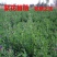 进口紫花苜蓿种子苜蓿草牧草种子南方北方多年生耐寒牛羊兔牧