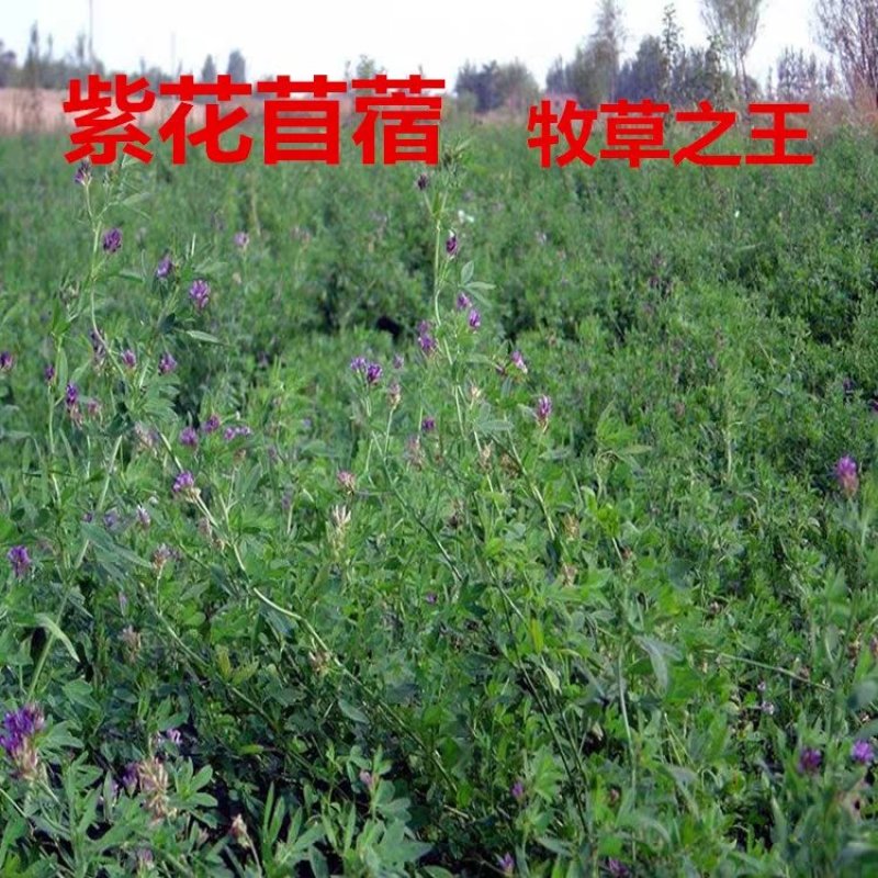 进口紫花苜蓿种子苜蓿草牧草种子南方北方多年生耐寒牛羊兔牧