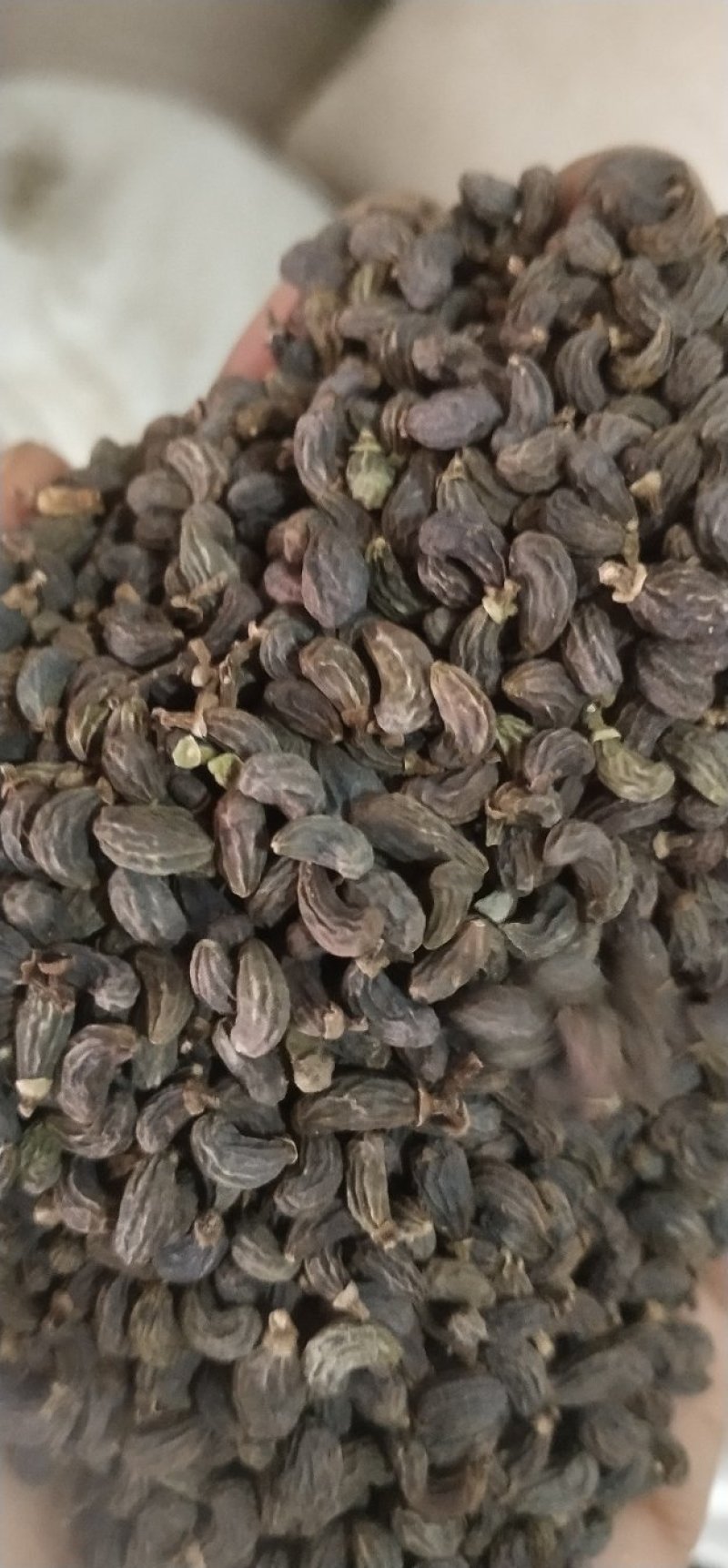 女贞子，各种规格，有前期女贞子，中期女贞子，和圆形女贞子