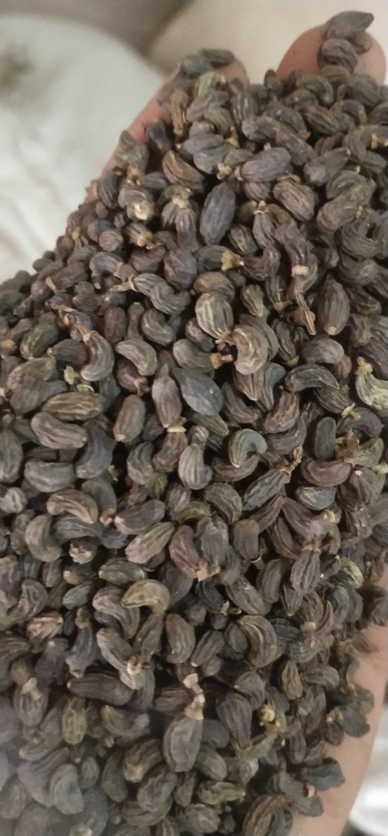 女贞子，各种规格，有前期女贞子，中期女贞子，和圆形女贞子